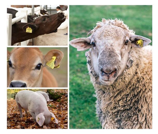 cattle rfid tags