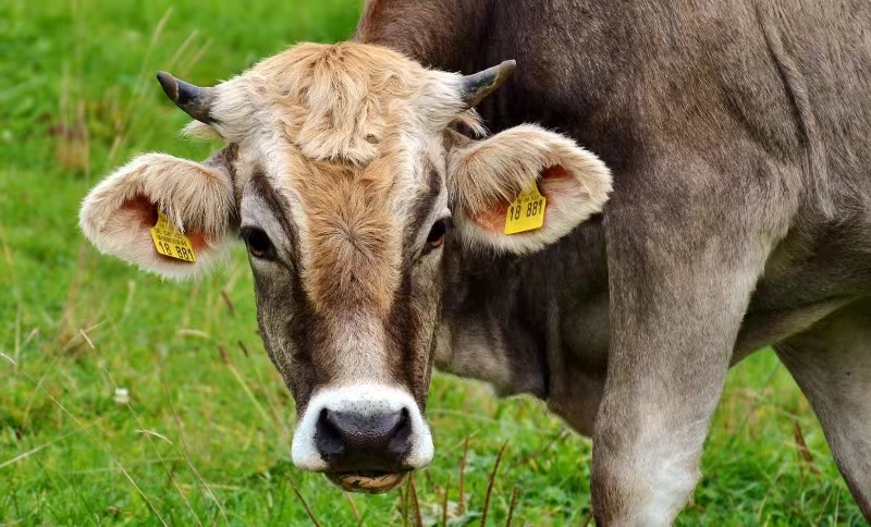 Etiquetas de oreja para vacas