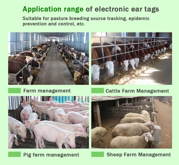 Application of UHF RFID Cattle Tags