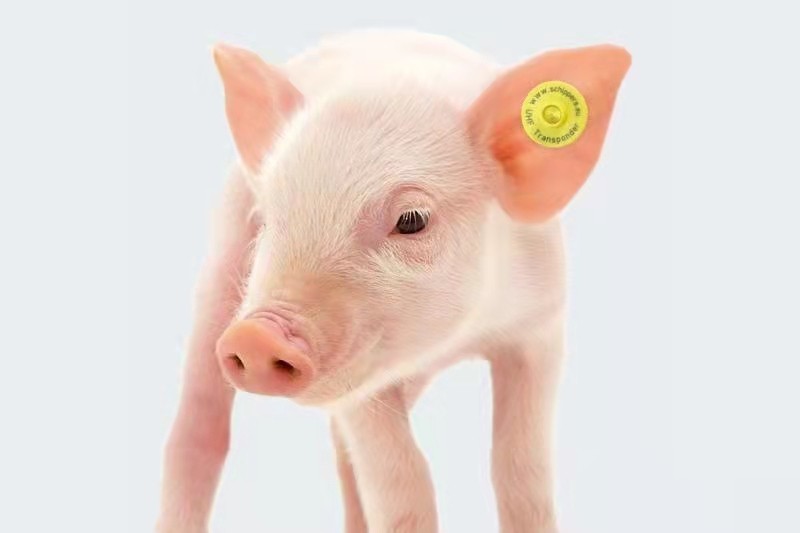 Centro de Control y Prevención de Enfermedades Animales de China: Fortalecimiento del programa piloto de etiquetas electrónicas para las orejas del ganado