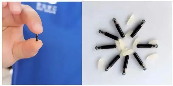 Implantar chip electrónico o identificación biométrica completa, regulaciones relacionadas con la cría de perros IOT y luego aterrizó