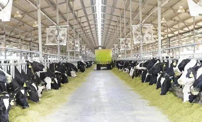 Etiqueta auricular electrónica UHF: mejora la competitividad de las empresas agrícolas y ganaderas gracias a la inteligencia digital.