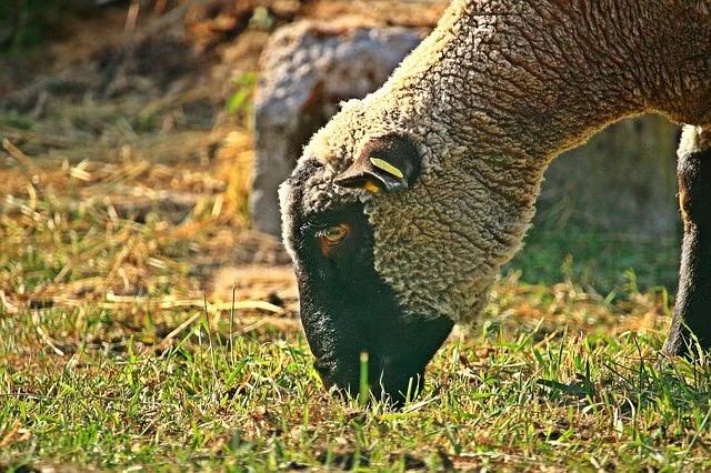 Las cabras negras de Qingyuan Lianshan "trabajan con un certificado"