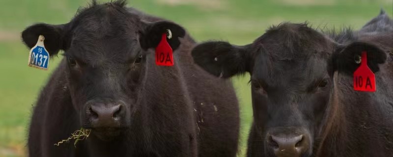 Qinghai Zhiduo: ganadería "sabiduría" del rancho "nube"
