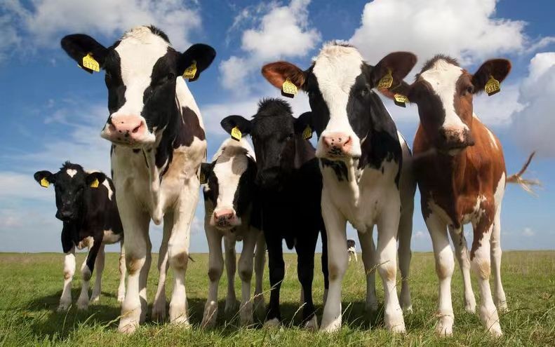 Aplicación de RFID en la identificación y seguimiento de animales