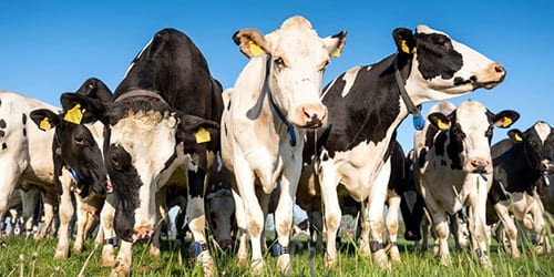 ¿Cómo se utiliza RFID para el seguimiento de animales?