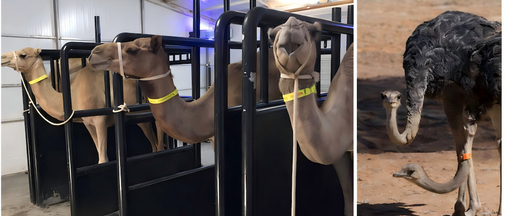 RFID livestock leg bands bulk production for farms