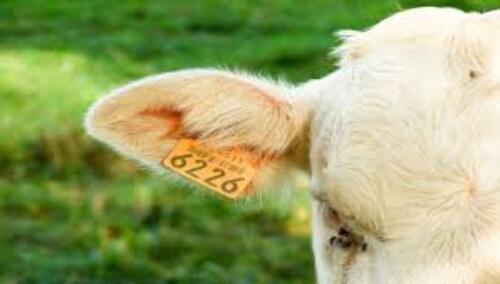 Etiquetas auriculares para animales RFID de baja frecuencia frente a de frecuencia ultra alta: ¿Ha tomado la decisión correcta?
