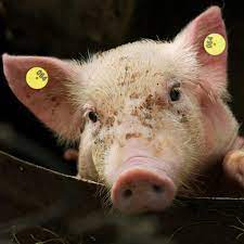 Un innovador seguro porcino en el condado de Yunan, Yunfu, Guangdong, protege el desarrollo saludable de la industria porcina